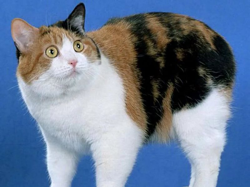 Мэнский кот